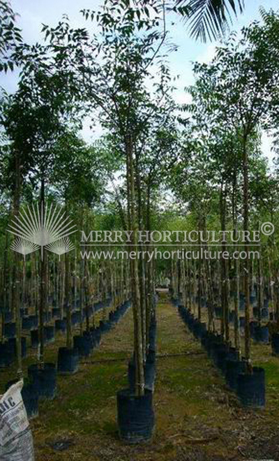 Azadicachta indica (Neem tree)